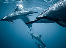 开云：云端的启程，企业数字化的新引擎